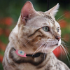 Cat Dog GPS Tracker Pet Smart Collar Waterproof