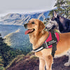 Personalized No Pull Dog Harness